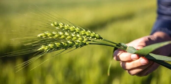 El Clima y el Precio invitan a ir por el Récord de Producción en Trigo ...