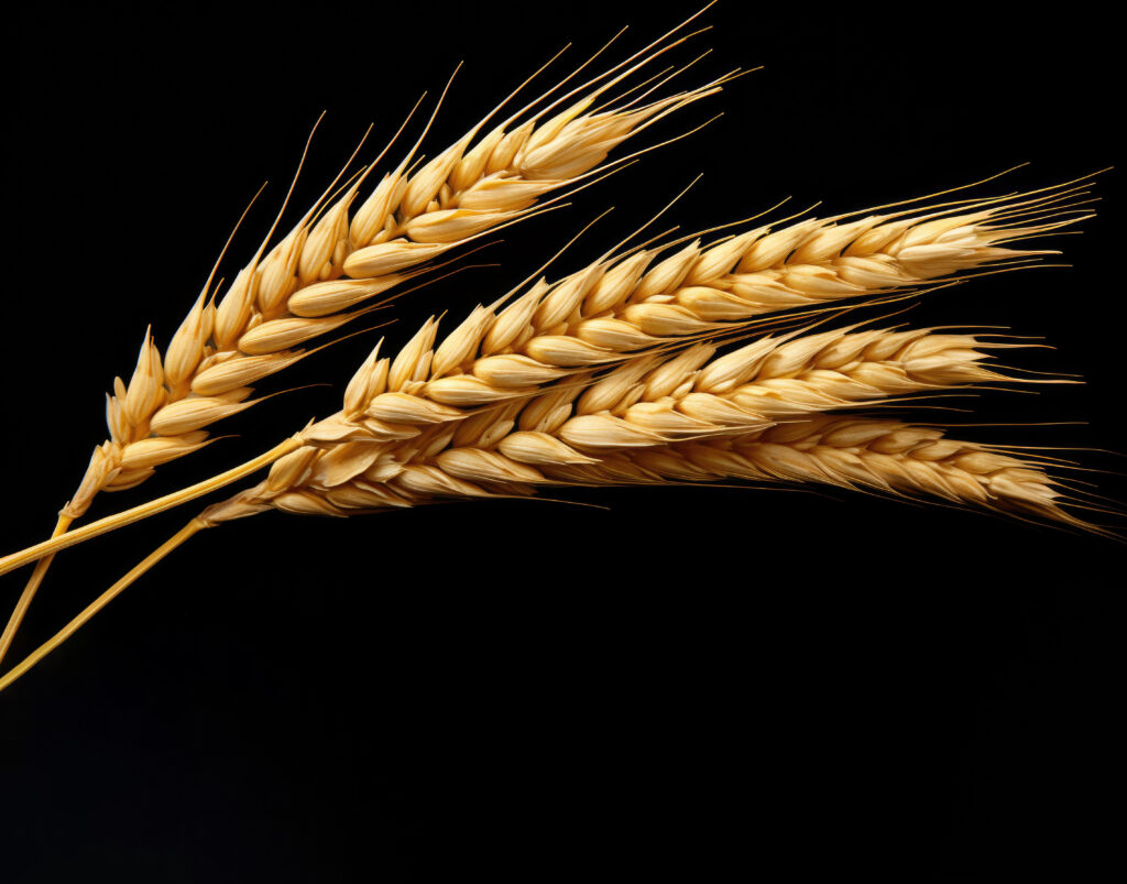 ¿Qué sabes sobre el trigo? - Milling and Grain Español